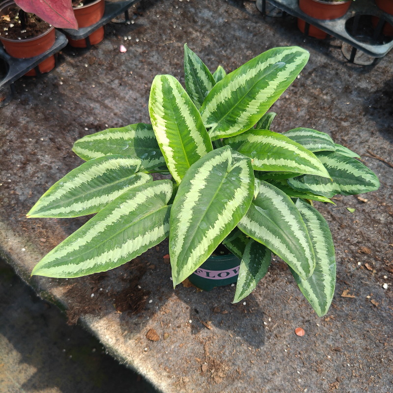 伴兮 电光落蟾千年健天南星科观叶植物绿植盆栽耐阴易养室内植物