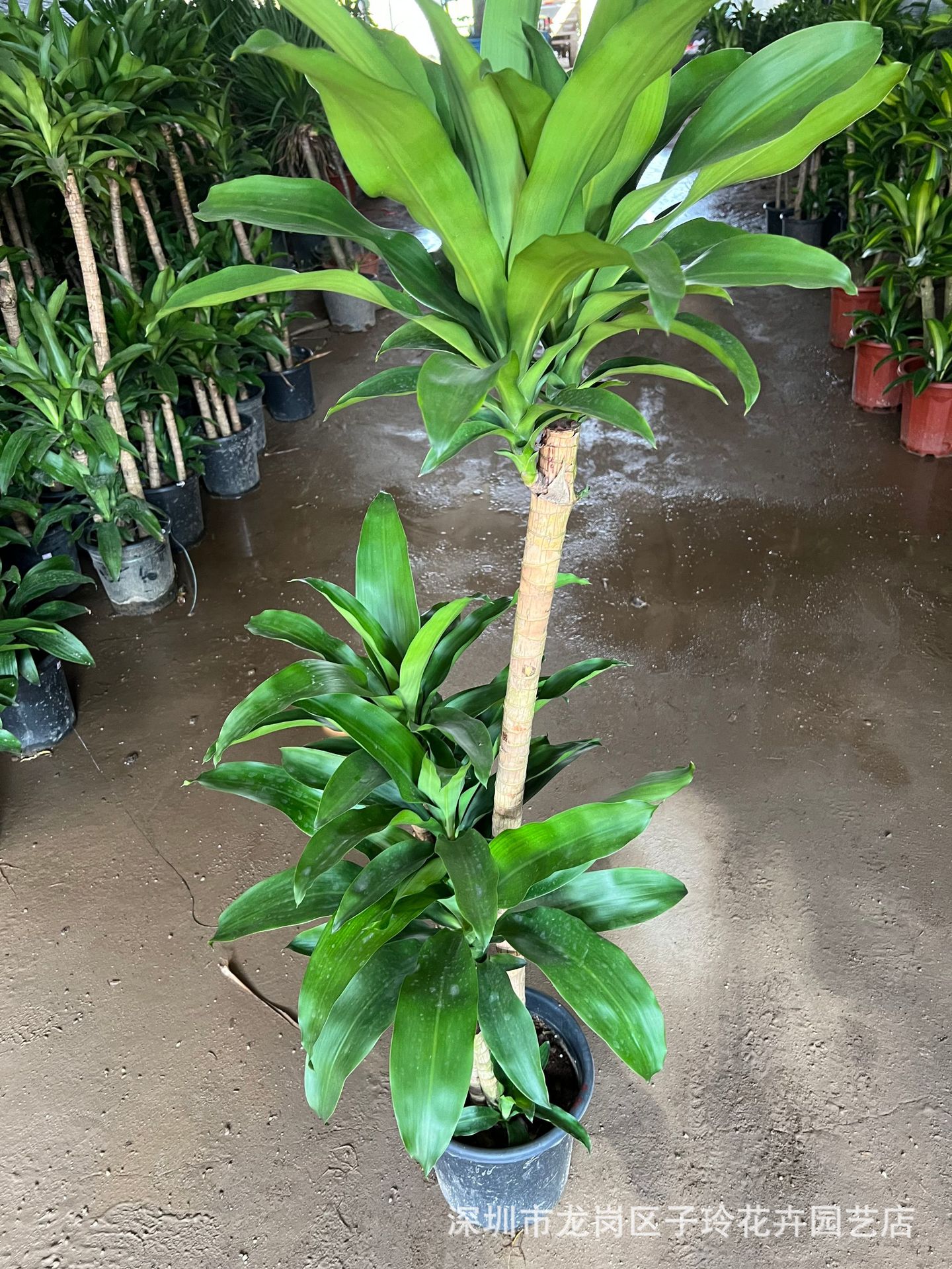 基地直发金心荷花铁盆栽造型大绿植美人铁荷兰铁盆栽盆景绿植批发