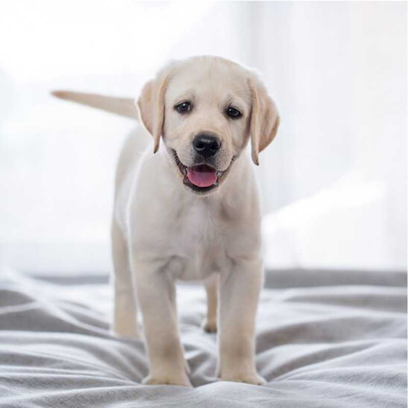 纯种拉布拉多幼犬家养导盲犬拉布拉多短毛犬拉布拉多寻回猎犬