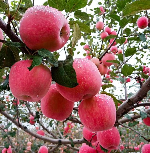 8成交0棵嫁接红富士苹果树果苗南北方种盆栽地栽苗庭院矮化苹果树结果