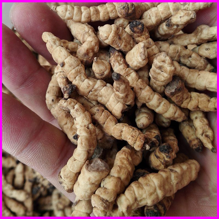 地蚕草地蚕草石蚕土冬虫草白冬虫草大货供应产地货源价干货