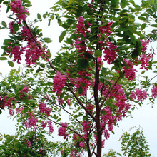 批发 红花槐树苗 小苗大苗嫁接树苗 香花槐树苗 树形优美 树干直