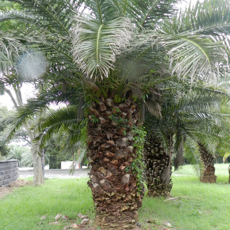 批发加拿利海枣种子长叶刺葵加拿利刺葵槟榔竹景观绿化树木种子抗