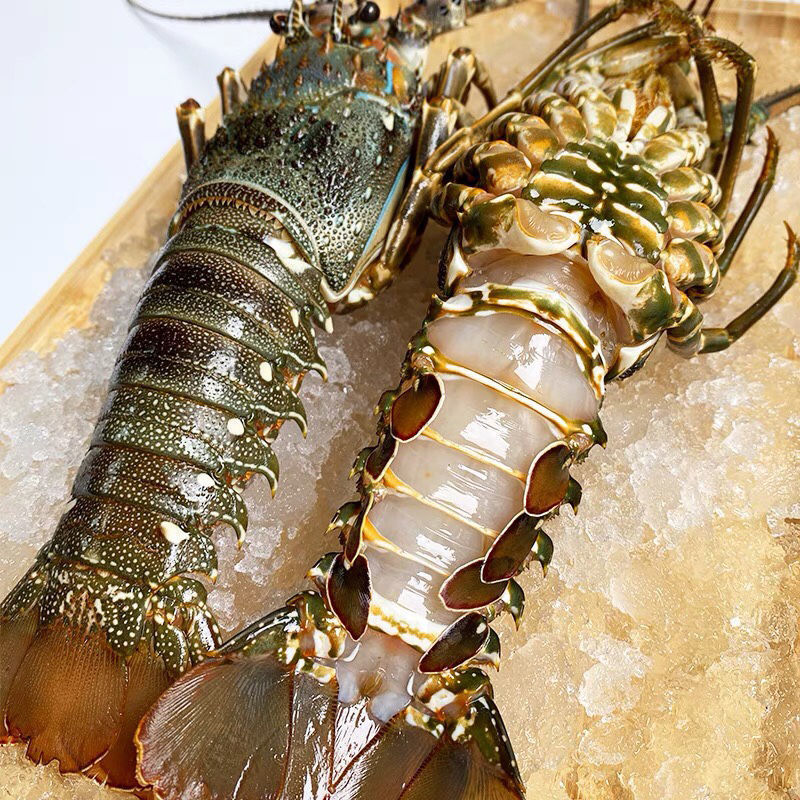 小青龙小青龙虾鲜活大青龙海鲜玫瑰波龙冷冻海捕小青龙虾鲜活龙虾