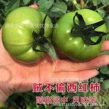 贼不偷番茄种子绿番茄种子东北柿子绿西红柿种籽大田阳台春夏季播