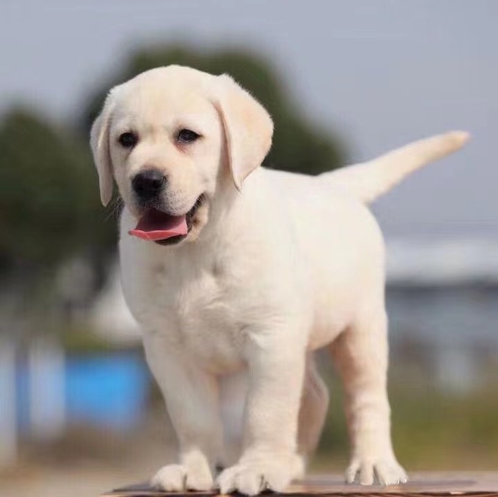 纯种拉布拉多幼犬奶白色黑色拉布拉多导盲犬神犬小七活体宠物狗狗