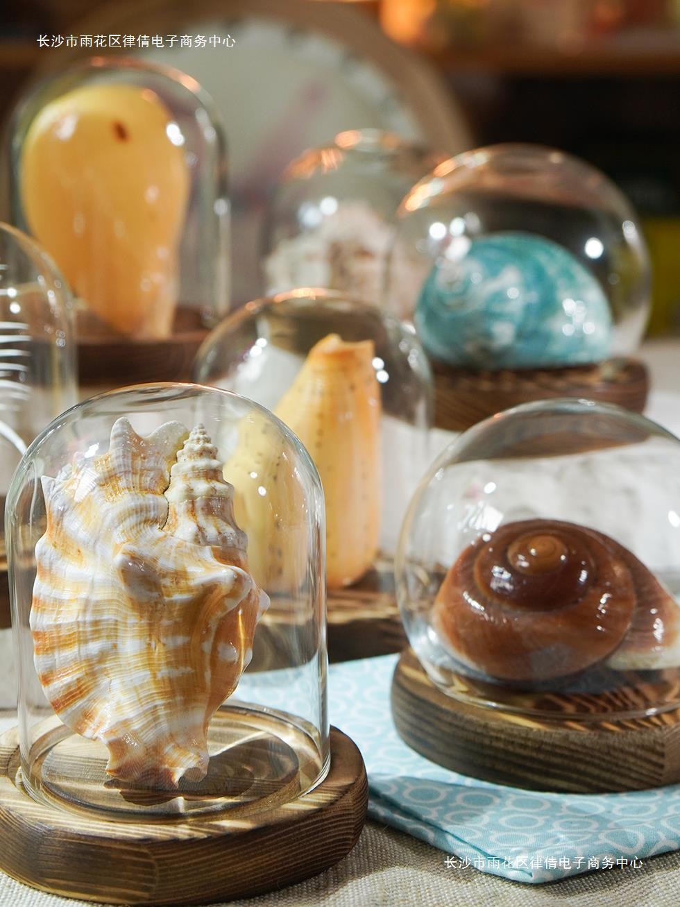 天然真海螺贝壳标本威海文创纪念品工艺品摆件家居饰品海边贝壳