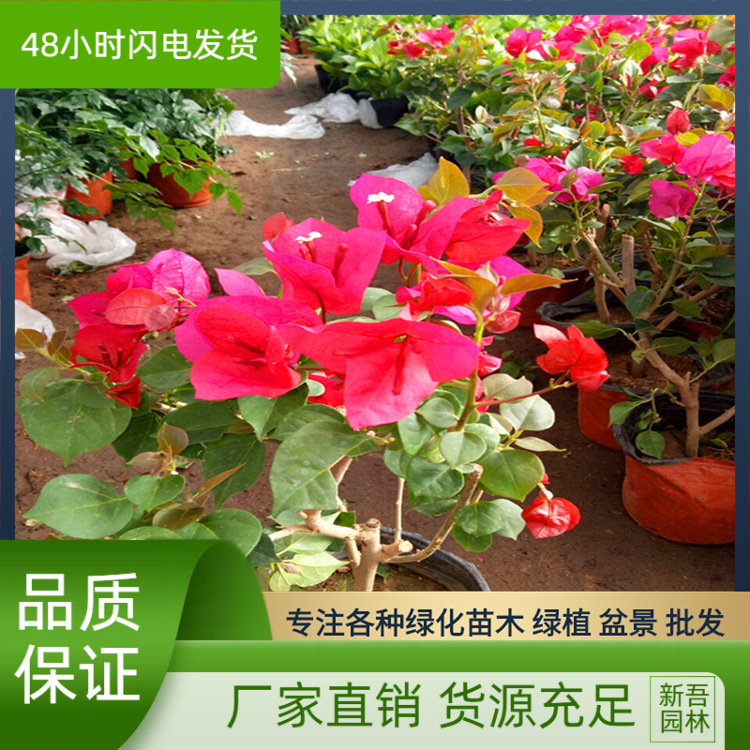 庭院攀援花卉绿植 盆栽地栽红花三角梅 重瓣大苗三角梅树苗批发