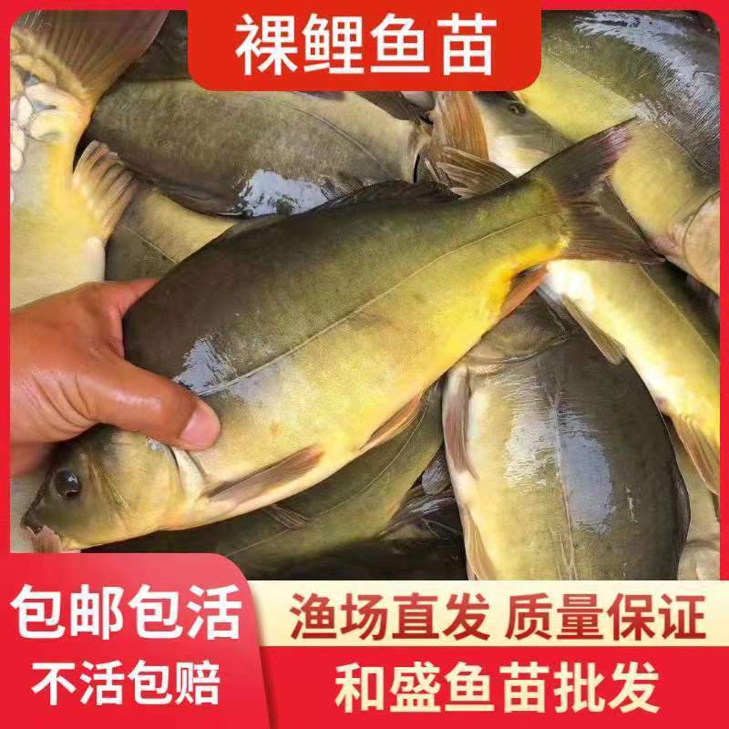 裸鲤鱼苗裸斑鱼苗鲤鱼苗无鳞鱼苗淡水养殖小鱼苗耐活鱼苗放钓鱼苗