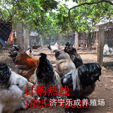 宠物观赏鸡婆罗门鸡 梵天鸡元宝鸡鸡苗种蛋均有