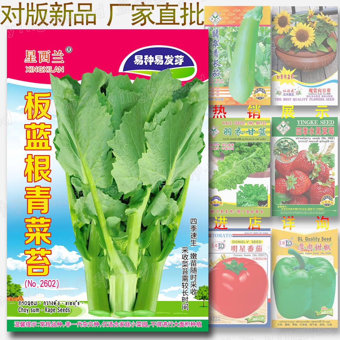 板蓝根青菜苔种子 约1000粒 特产油菜薹种子批发芸苔菜芸薹菜苔种