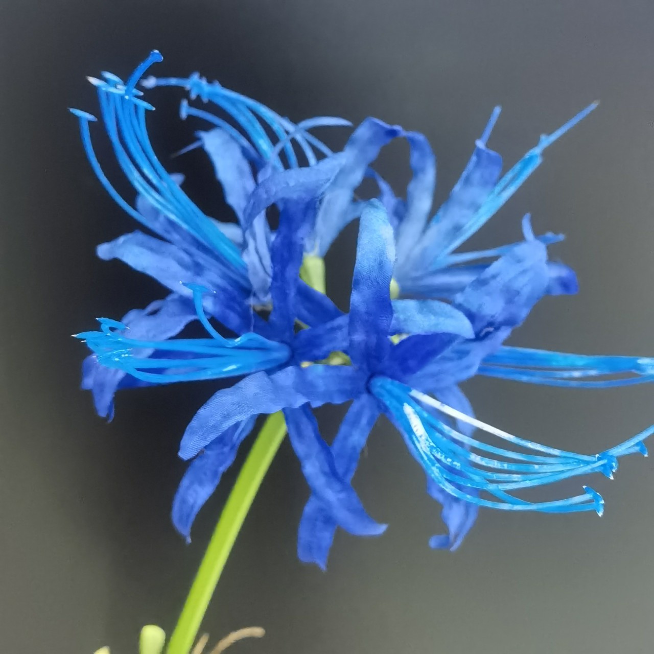 2叉彼岸花家居样板间影棚婚纱影楼拍照道具仿真花假花装饰批发