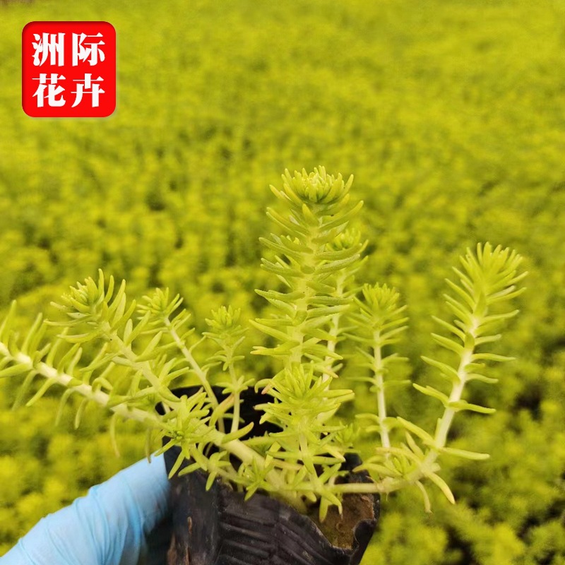 金叶佛甲草山东基地批发 金叶佛甲草屋顶绿化苗 庭院种植佛甲草苗