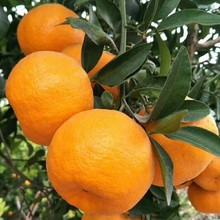 椪柑树苗 雪峰椪柑 嫁接柑桔 橘子树苗 柑桔子果树苗无核椪柑苗