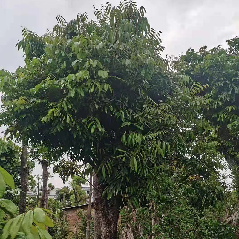 树龙眼树