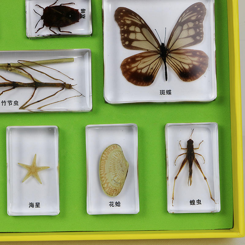 标本今日价格行情查询-哪里多少出售孔雀标本白孔雀-阿里巴巴