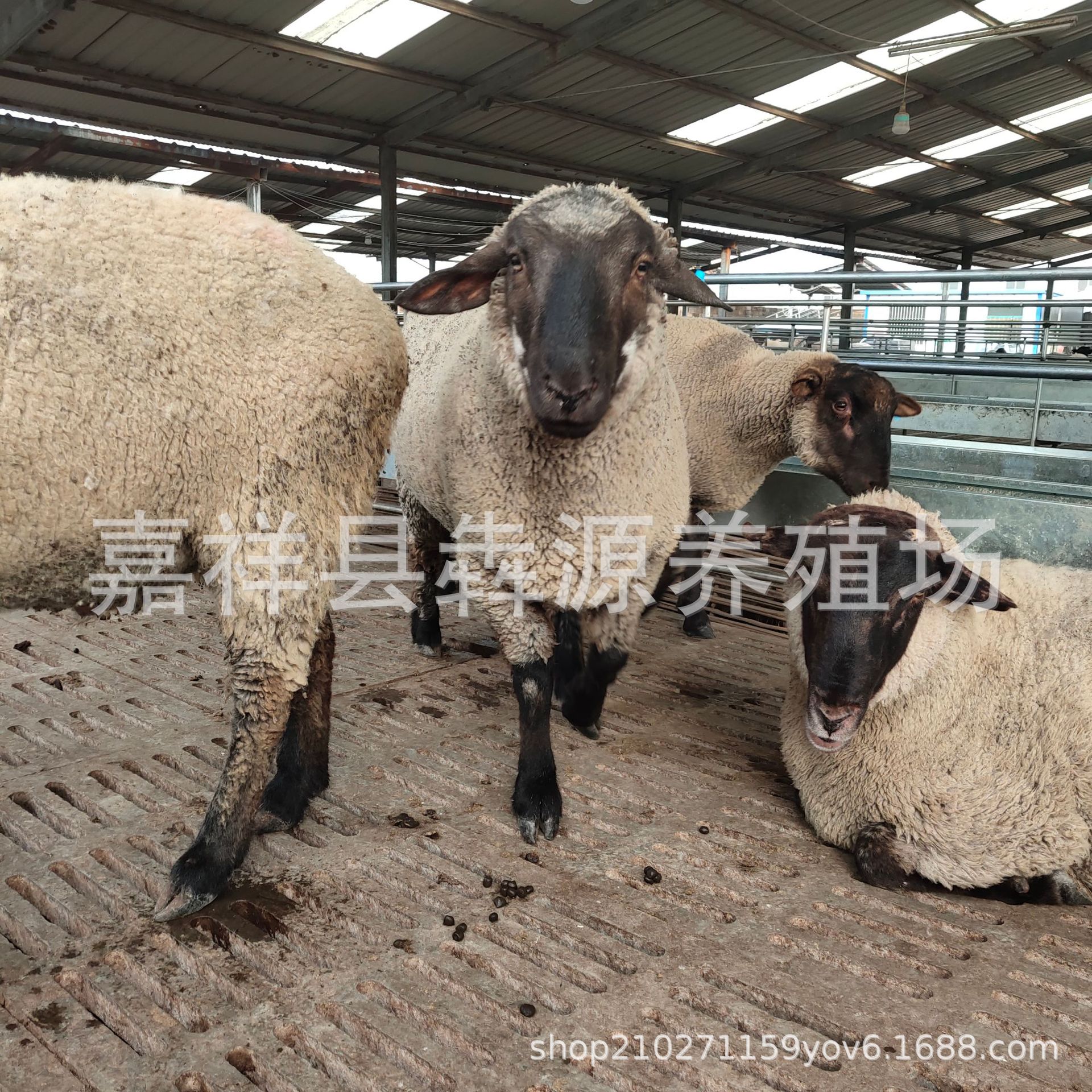 杜泊改良黑头绵羊活体怀孕母羊羊羔种公羊萨福克绵羊免送养殖技术