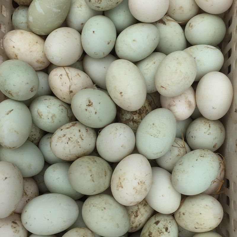 湖北正宗农家新鲜土鸭蛋现捡现发生鸭蛋散养笨鸭蛋可做皮蛋咸蛋