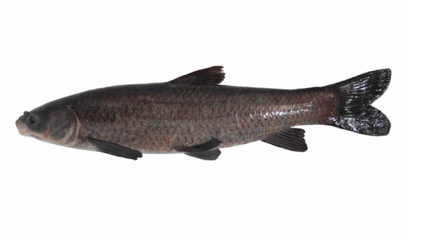 品种鲤科类是否进口否体型青鱼4-6厘米1条的价格,青鱼6-9厘米1条的价