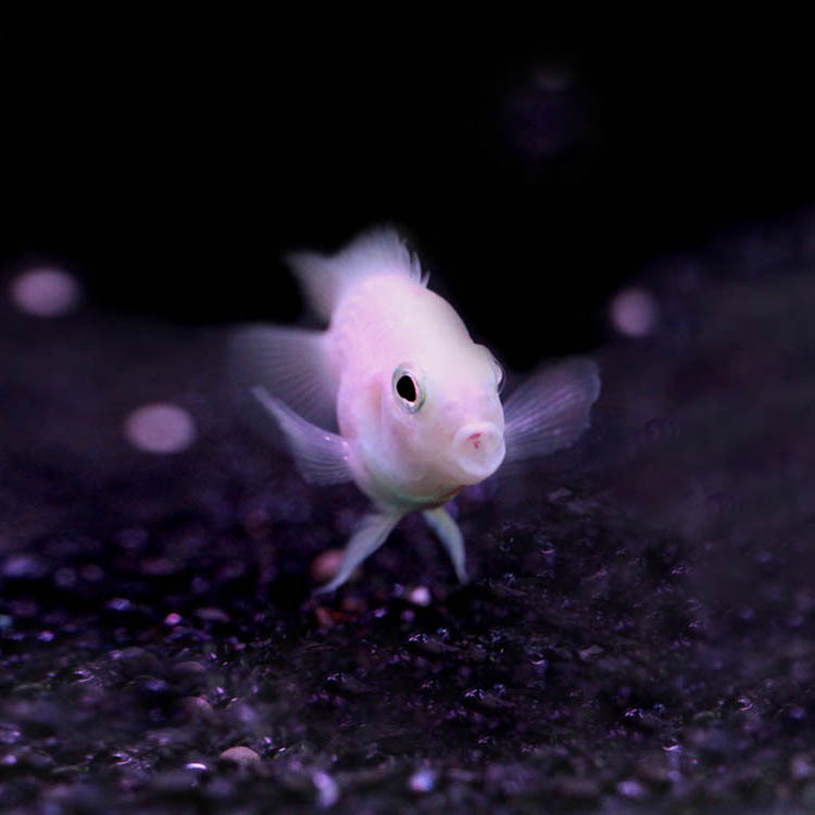 小热带鱼淡水易活观赏鱼迷你鹦鹉鱼一对可繁殖小鱼苗宠物鱼容易养