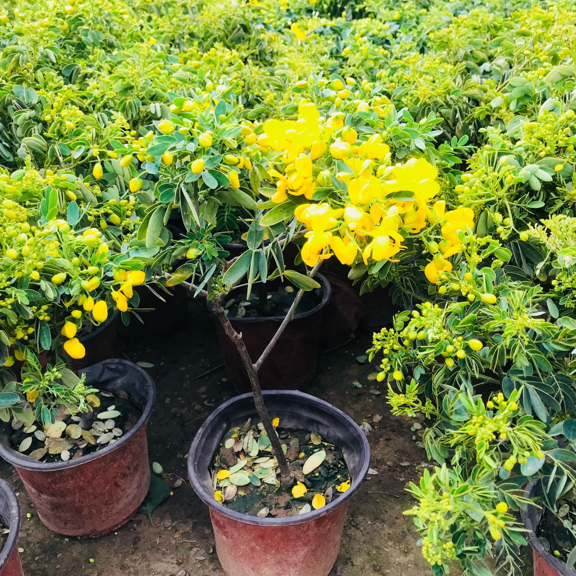 大棚批发绿植花卉小盆栽 黄金梅室内阳台庭院观花绿植花期长盆栽