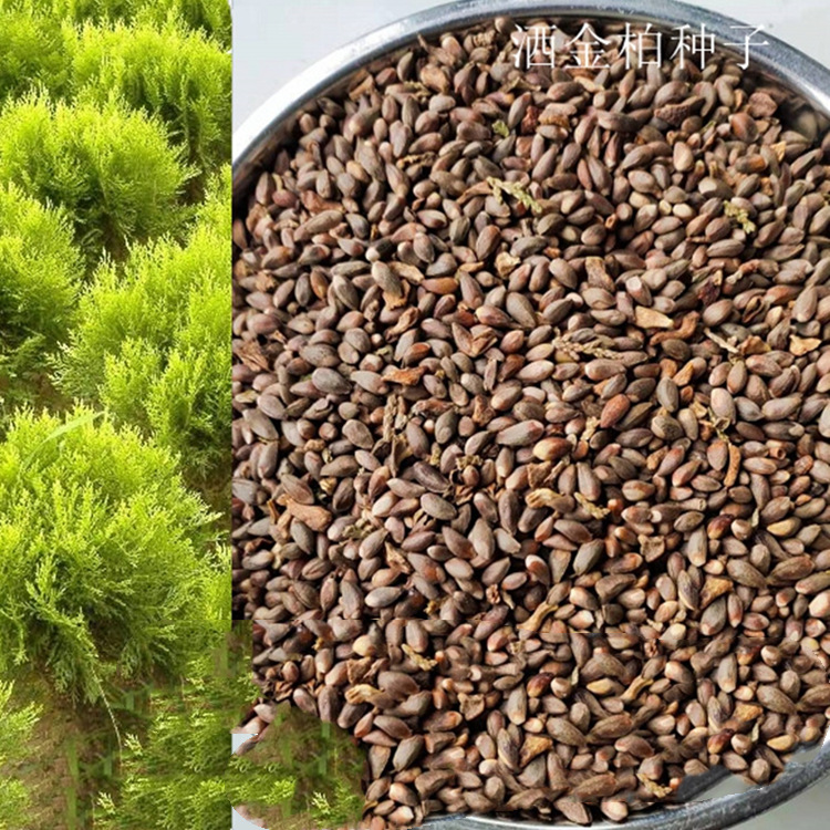 洒金柏新种子金塔柏洒金柏种子批发