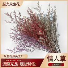 【情人草】永生花干花批发花束真花保鲜花吸色情人草diy配草装饰