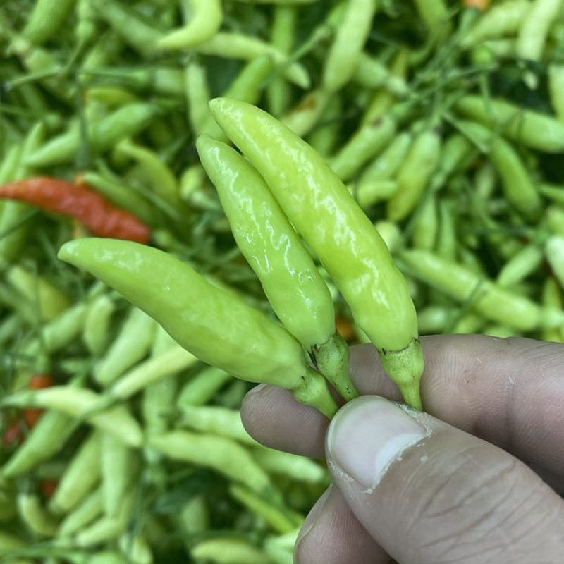 新鲜辣云南特产临沧耿马孟定青辣子白米辣野山椒特辣朝天椒