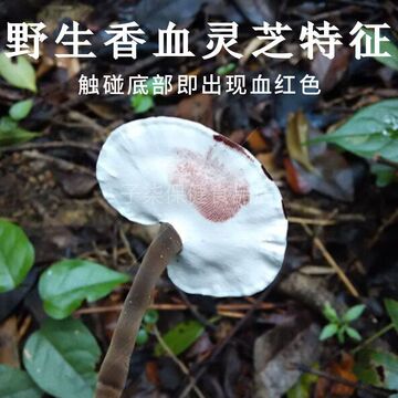 野生灵芝黑灵芝香血灵芝深山采摘乌芝灵芝片安神泡茶煲汤泡酒料包