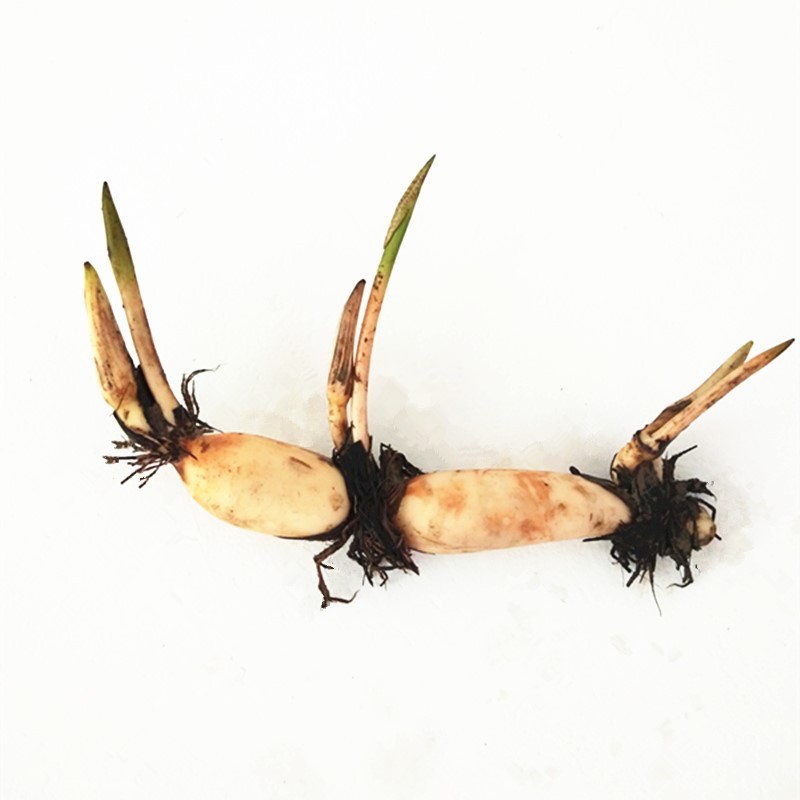 池塘大型观赏荷花苗种藕苗莲藕种苗盆栽荷花种根食用莲藕苗莲花苗