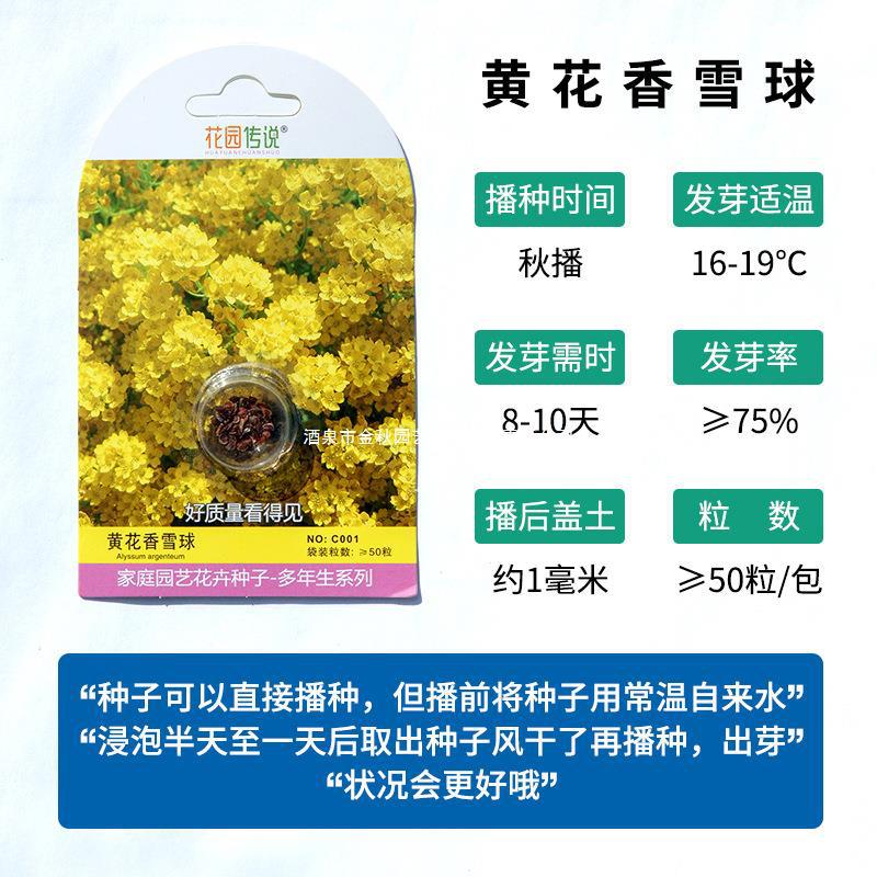花园传说黄花香雪球种子岩生庭芥金篮子花籽室内外阳台垂吊盆栽
