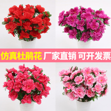 新疆包邮正宗南通五宝绿珠杜鹃杜鹃_阿里巴巴找货神器