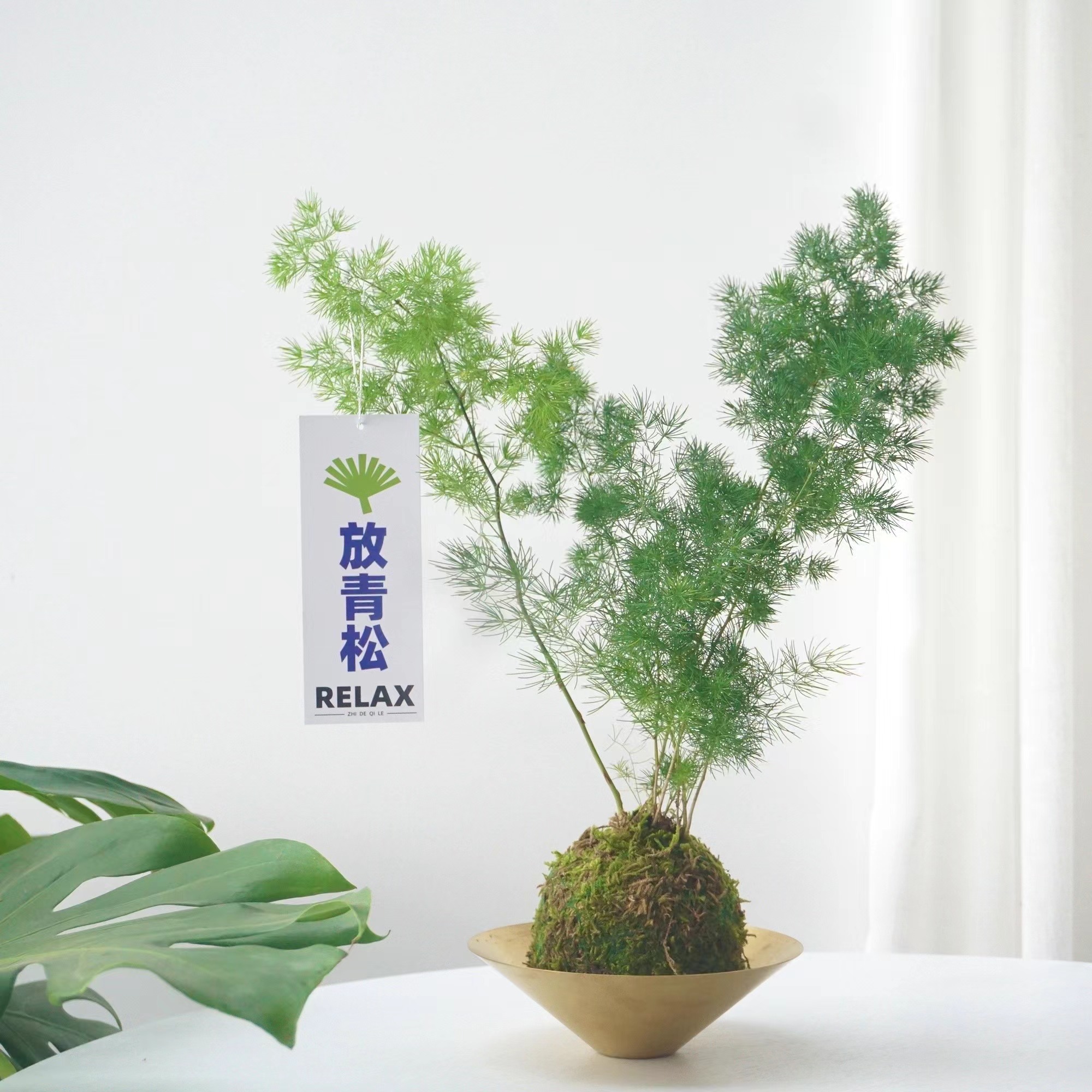 fl蓬莱松苔藓球|室内净化空气绿植苔藓球放轻松植物-阿里巴巴