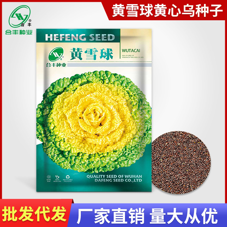 黄心乌菜种子卷窝菜菊花黄心菜种子乌塌菜小白菜青菜耐寒蔬菜种子