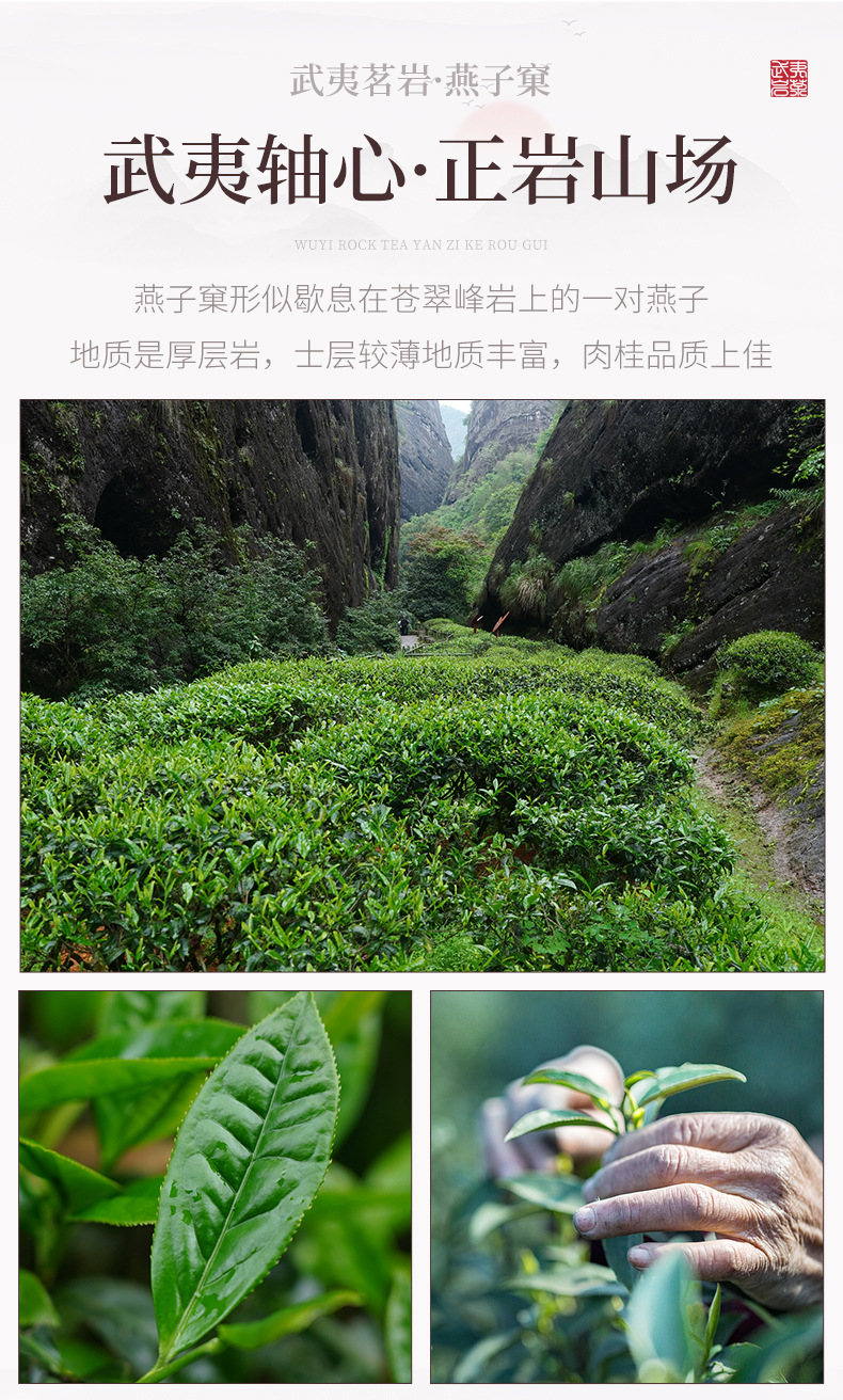 一罐茶武夷山燕子窠肉桂茶叶礼盒装送礼酒店商务用茶支持直播代发