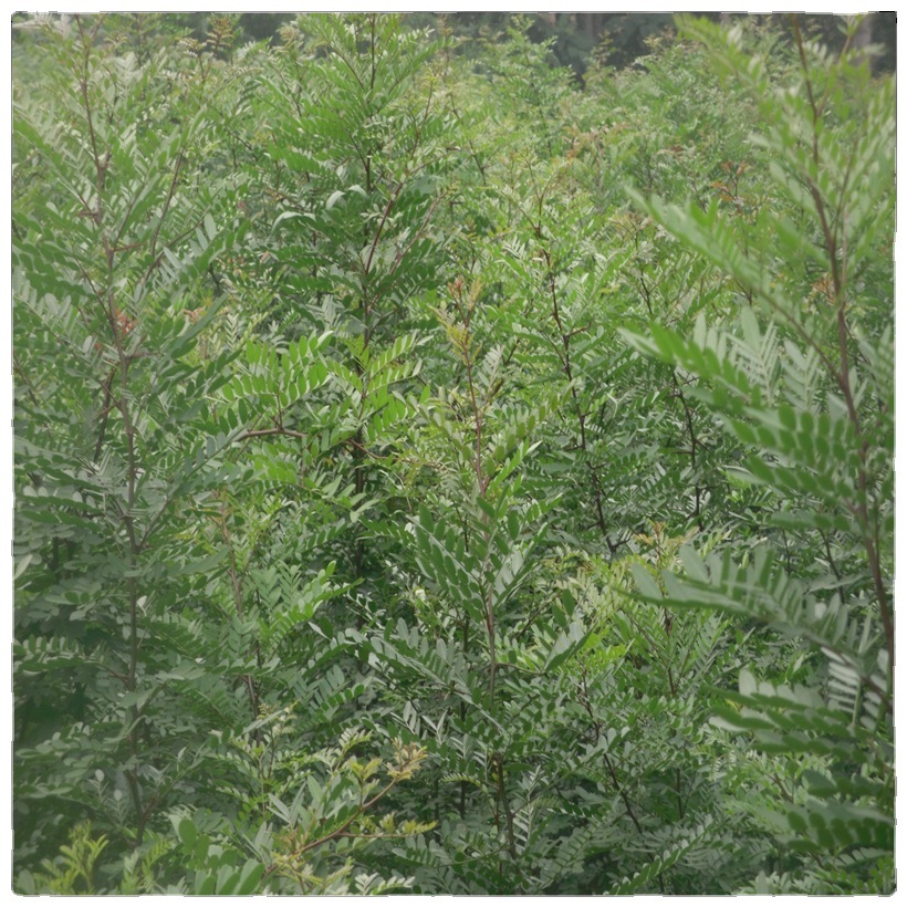 批发皂角树苗 一年两年皂角树价格1-12公分行道树风景树湿地绿化