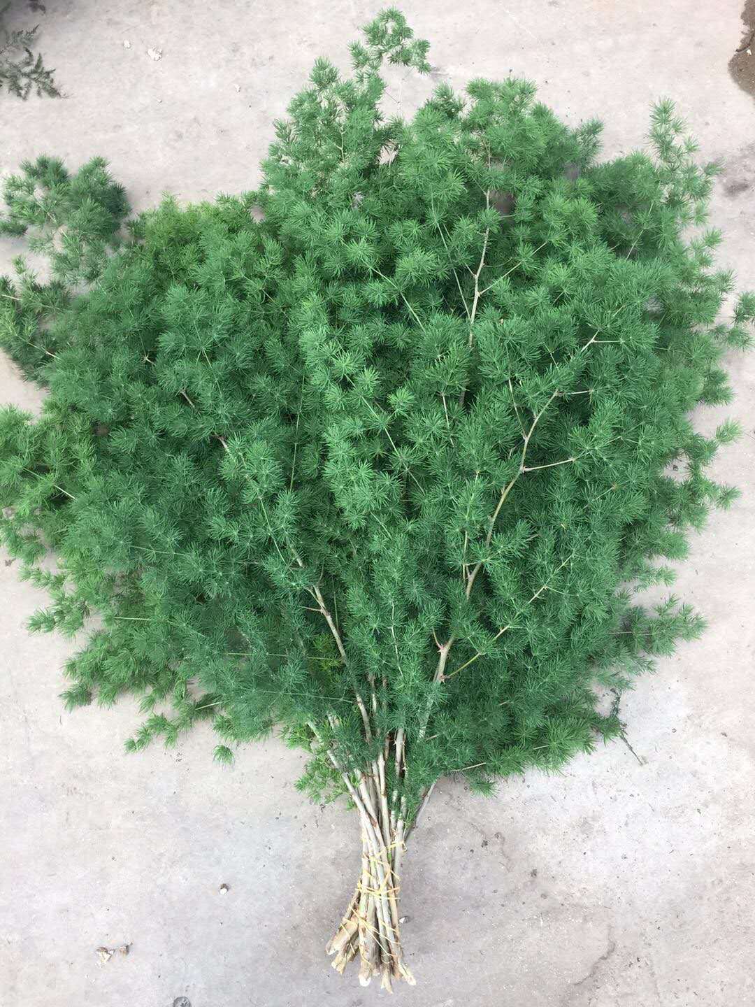 云南昆明鲜花基地批发 蓬莱松 圣诞新年装饰鲜切花 批发用花