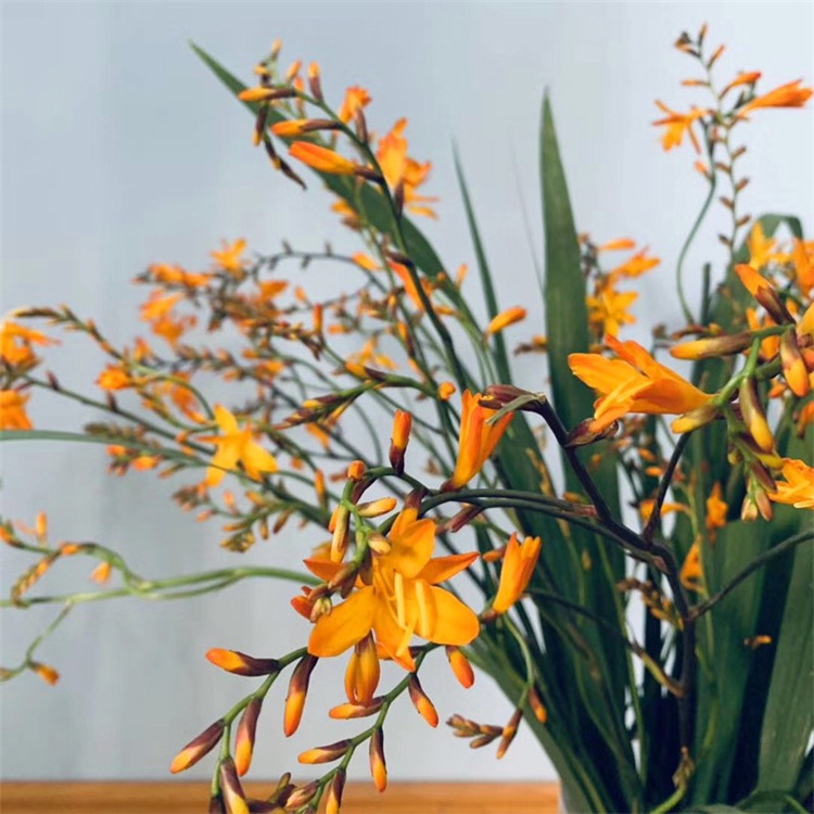 火焰兰鲜花批发云南鲜花直批婚庆布置花店摆摊用花社区团购货源