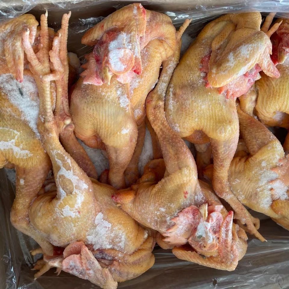 公鸡黄金公鸡大公鸡农家公鸡皮黄冠大肉嫩黄金大冠公鸡-阿里巴巴