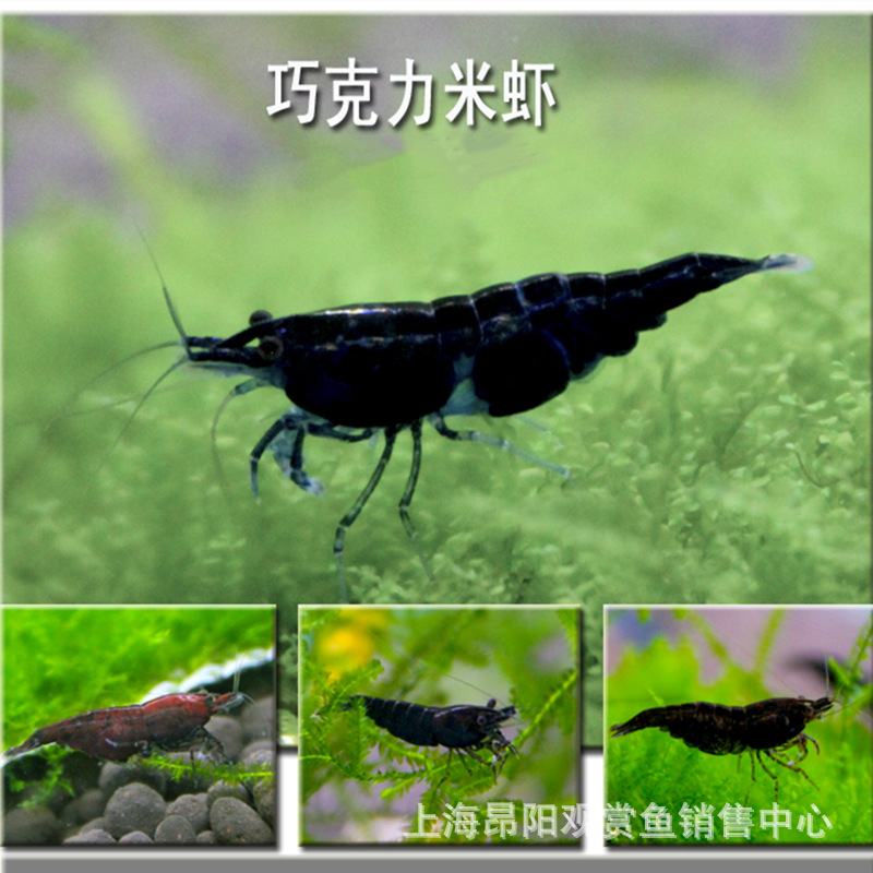 黑巧克力虾观赏虾活体除藻清苔虾宠物虾淡水虾水族鱼缸观赏虾草缸