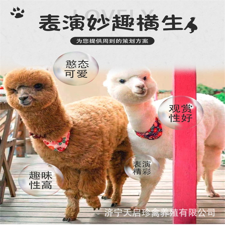 哪里有卖羊驼活体的回收小羊驼活体一只多少钱 萌宠羊驼活体出租