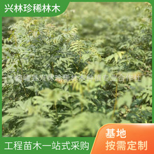 绿化工程 园林 基地批发道路绿化青钱柳苗 盆栽植物青钱柳苗