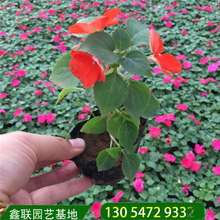 批发凤仙花苗 盆栽带花发货 时令草花 凤仙花工程绿化 观花凤仙