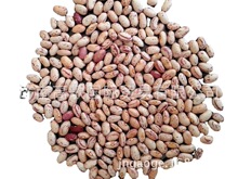 常年供应奶花芸豆kidney bean（180-200,200-220,220-240）