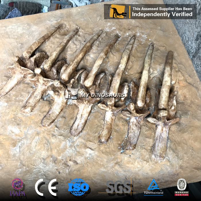 恐龙仿真骨骼玻璃钢霸王龙肋骨化石板 博物馆景区展览馆装饰骨架