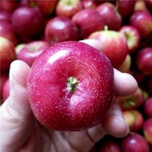 果大秋果小苹果非酸甜东北特产海棠果脆龙丰超低价新鲜水果橄榄