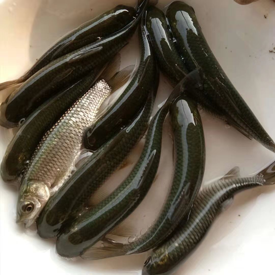 草鱼公分苗大头活体草皖白皖养殖鱼苗草混子草棍子草青黑皖苗淡水