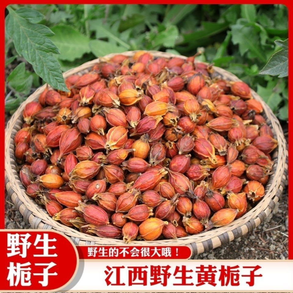 材野生栀子包邮野生栀子江西黄栀子果栀子茶山枝子包邮-阿里巴巴