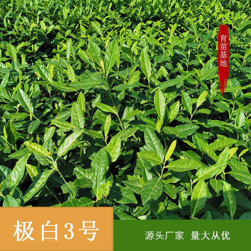 奶白茶极白3号中茶所浙江茶新昌茶