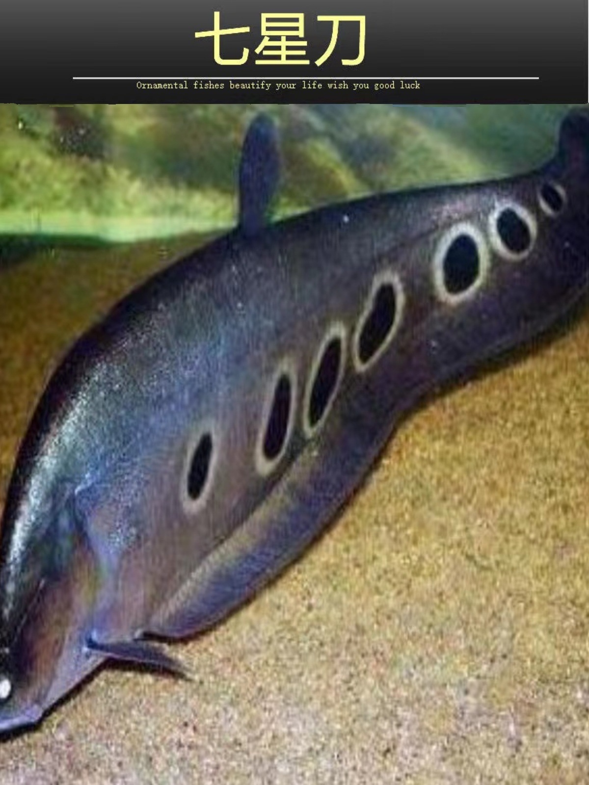 七星刀鱼活体东洋刀鱼黄金白化金刀热带观赏鱼风水招财鱼银龙鱼